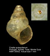 Crisilla quisquiliarum (3)